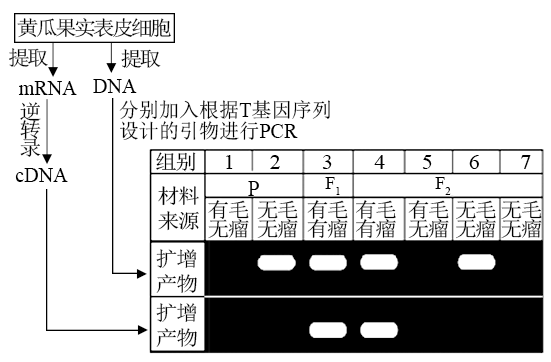 PCR扩增仪原理详解