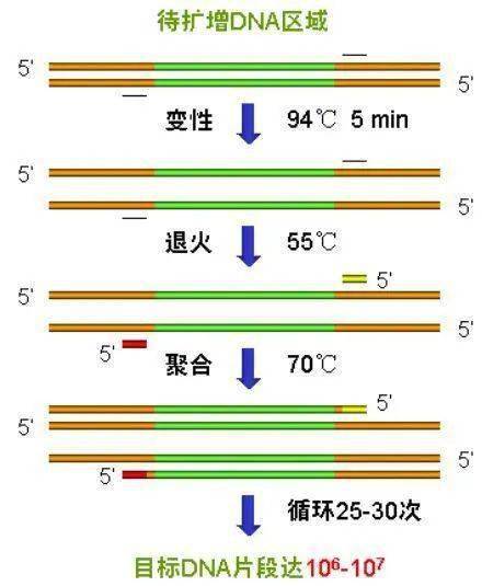 pcr扩增仪器